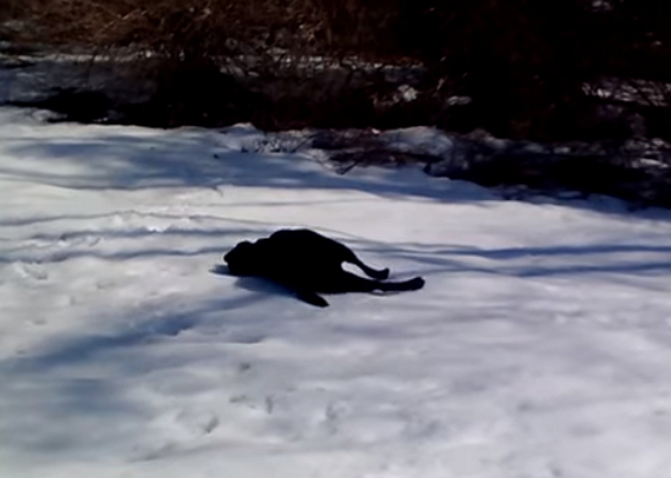Family Allows Dog To Play In The Snow, Laugh In Shock When They See What He's Doing - picture 3