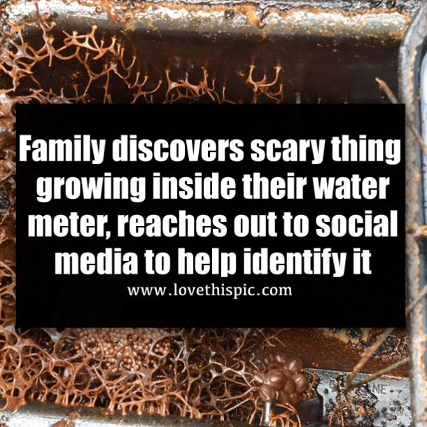 Family discovers scary thing growing inside their water meter, reaches out to social media to help identify it