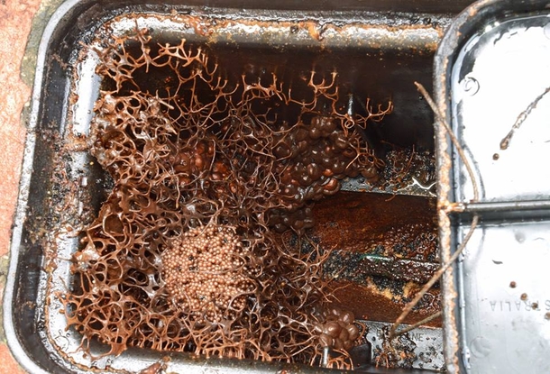 Family discovers scary thing growing inside their water meter, reaches out to social media to help identify it - picture 2