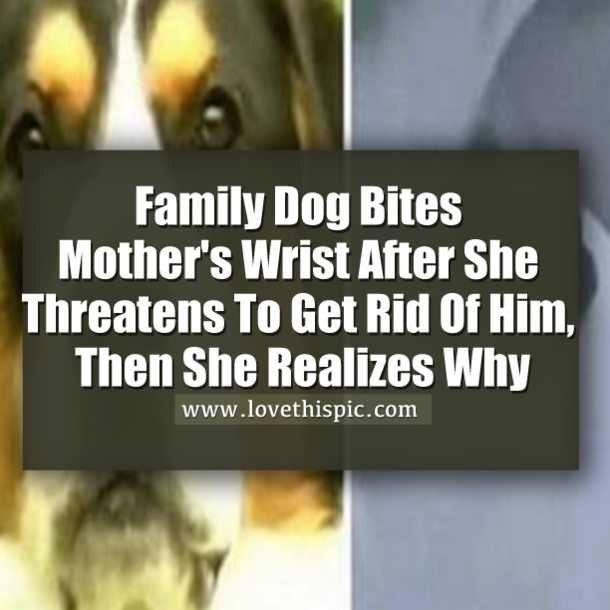Family Dog Bites Mother's Wrist After She Threatens To Get Rid Of Him, Then She Realizes Why
