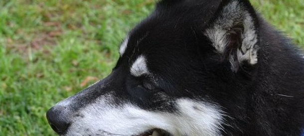 Family Dog Bites Mother's Wrist After She Threatens To Get Rid Of Him, Then She Realizes Why - picture 2