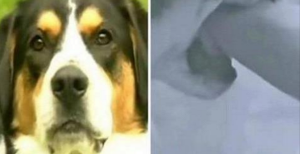 Family Dog Bites Mother's Wrist After She Threatens To Get Rid Of Him, Then She Realizes Why - picture 3