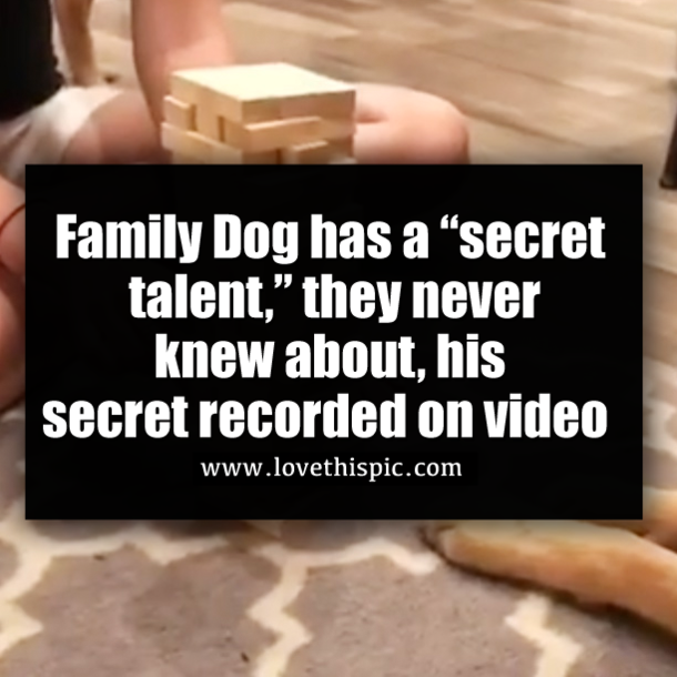 Family Dog has a “secret talent,” they never knew about, his secret recorded on video