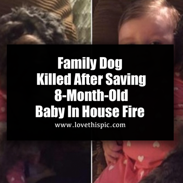 Family Dog Killed After Saving 8-Month-Old Baby In House Fire