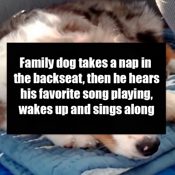 Family dog takes a nap in the backseat, then he hears his favorite song playing, wakes up and sings along