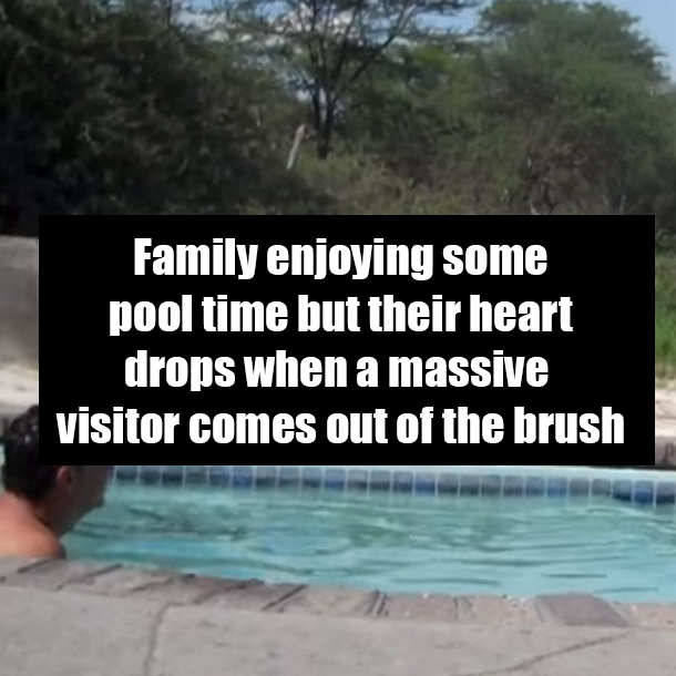 Family enjoying some pool time but their heart drops when a massive visitor comes out of the brush
