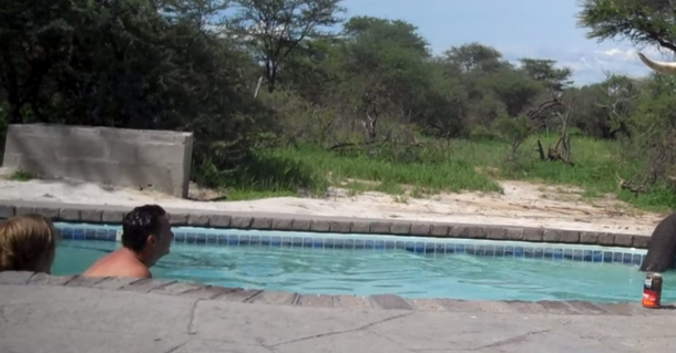 Family enjoying some pool time but their heart drops when a massive visitor comes out of the brush - picture 2