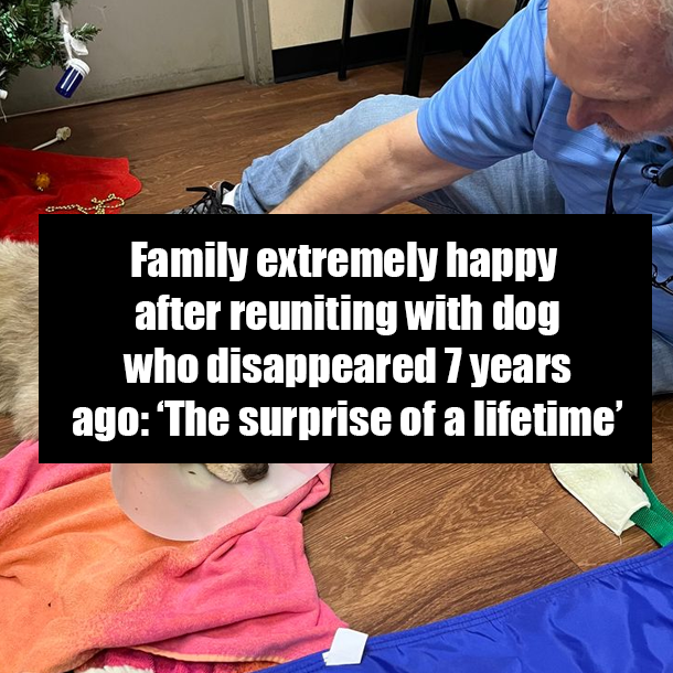 Family extremely happy after reuniting with dog who disappeared 7 years ago: ‘The surprise of a lifetime’