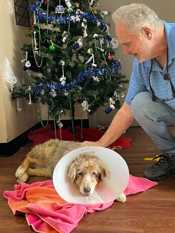 Family extremely happy after reuniting with dog who disappeared 7 years ago: ‘The surprise of a lifetime’ - picture 6