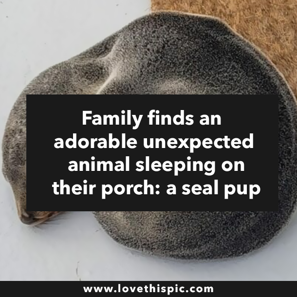 Family finds an adorable unexpected animal sleeping on their porch: a seal pup