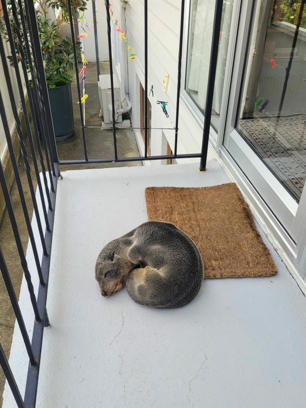 Family finds an adorable unexpected animal sleeping on their porch: a seal pup - picture 2