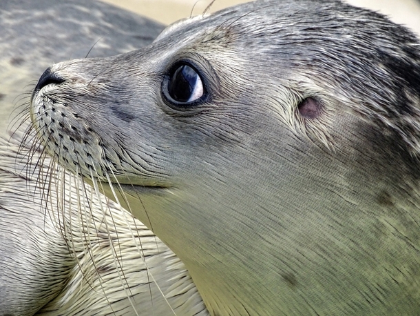 Family finds an adorable unexpected animal sleeping on their porch: a seal pup - picture 3
