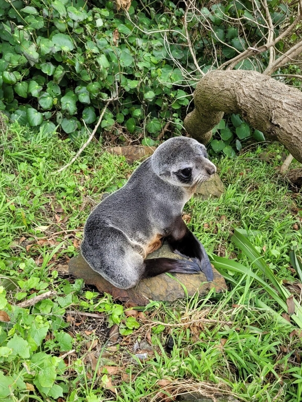 Family finds an adorable unexpected animal sleeping on their porch: a seal pup - picture 4