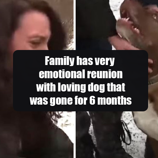 Family has very emotional reunion with loving dog that was gone for 6 months