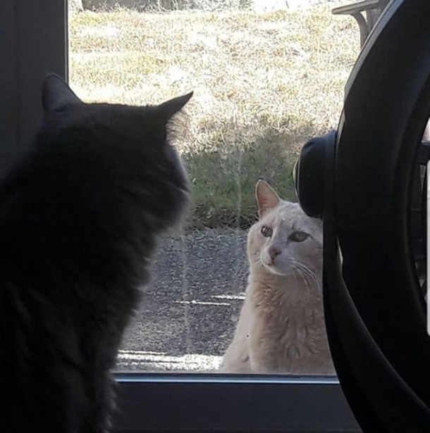 Family Moves Into Their New Place and Finds Interesting Note About the Cat Who Lives in the Backyard - picture 3