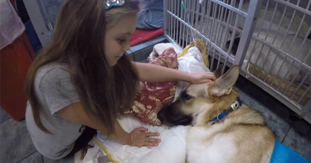 FAMILY NOTICES THEIR DOG ACTING STRANGE. ONCE THEY TAKE HIM TO THE VET THEY REALIZE THE TRUTH - picture 2