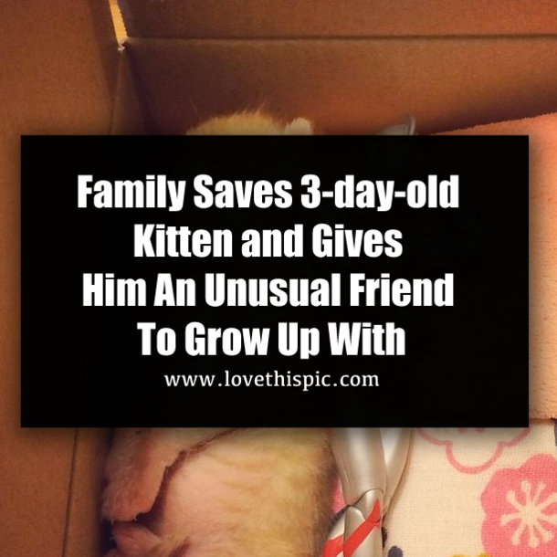 Family Saves 3-day-old Kitten and Gives Him An Unusual Friend To Grow Up With