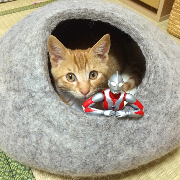 Family Saves 3-day-old Kitten and Gives Him An Unusual Friend To Grow Up With - picture 10