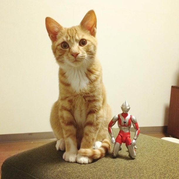 Family Saves 3-day-old Kitten and Gives Him An Unusual Friend To Grow Up With - picture 11
