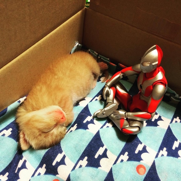 Family Saves 3-day-old Kitten and Gives Him An Unusual Friend To Grow Up With - picture 13