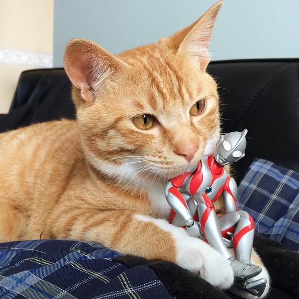 Family Saves 3-day-old Kitten and Gives Him An Unusual Friend To Grow Up With - picture 14