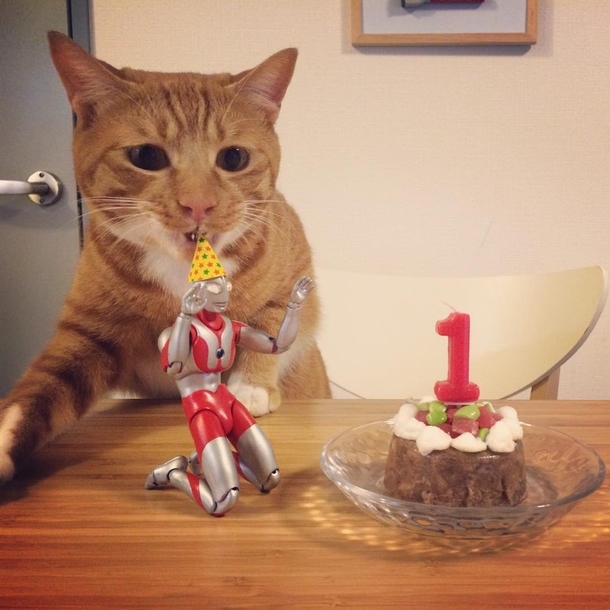 Family Saves 3-day-old Kitten and Gives Him An Unusual Friend To Grow Up With - picture 15