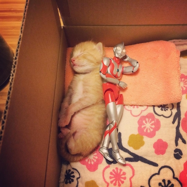 Family Saves 3-day-old Kitten and Gives Him An Unusual Friend To Grow Up With - picture 2