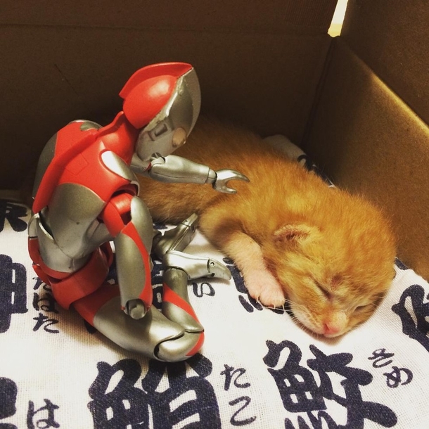 Family Saves 3-day-old Kitten and Gives Him An Unusual Friend To Grow Up With - picture 3