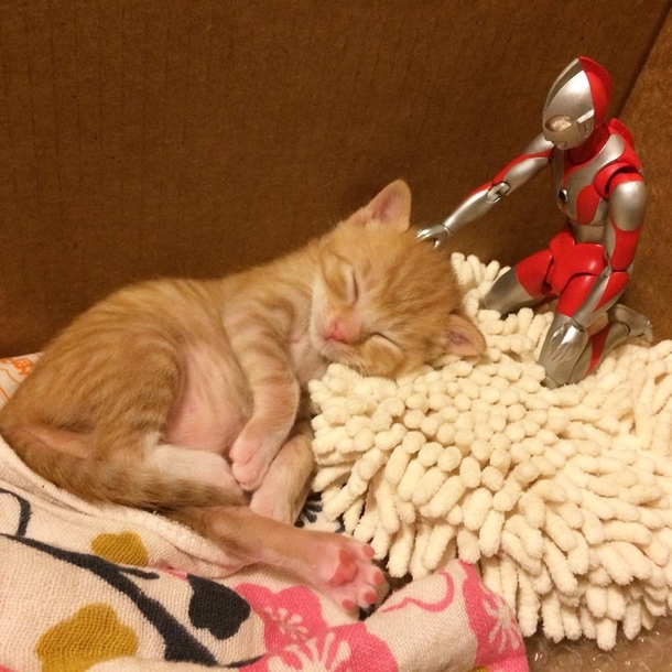 Family Saves 3-day-old Kitten and Gives Him An Unusual Friend To Grow Up With - picture 4