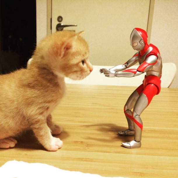 Family Saves 3-day-old Kitten and Gives Him An Unusual Friend To Grow Up With - picture 5