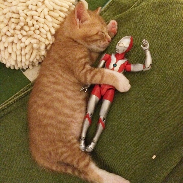 Family Saves 3-day-old Kitten and Gives Him An Unusual Friend To Grow Up With - picture 6