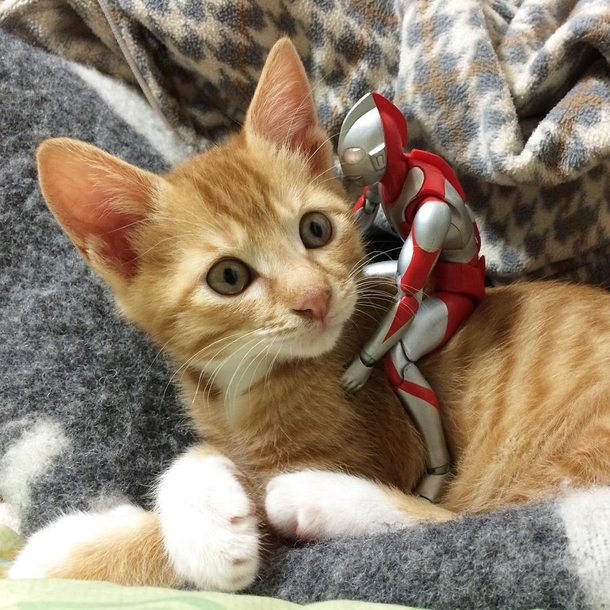 Family Saves 3-day-old Kitten and Gives Him An Unusual Friend To Grow Up With - picture 7