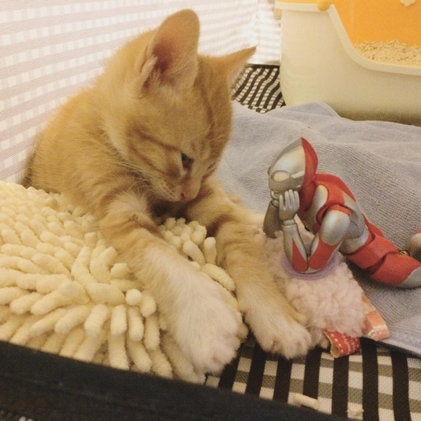 Family Saves 3-day-old Kitten and Gives Him An Unusual Friend To Grow Up With - picture 8