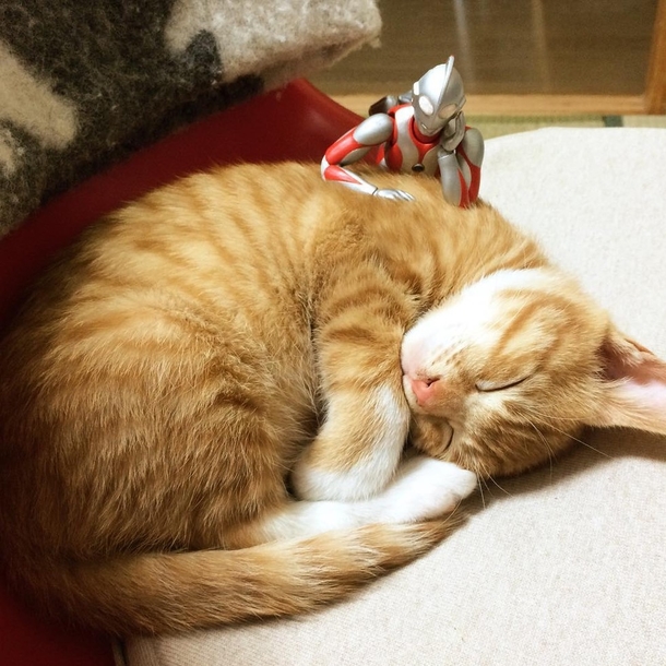 Family Saves 3-day-old Kitten and Gives Him An Unusual Friend To Grow Up With - picture 9