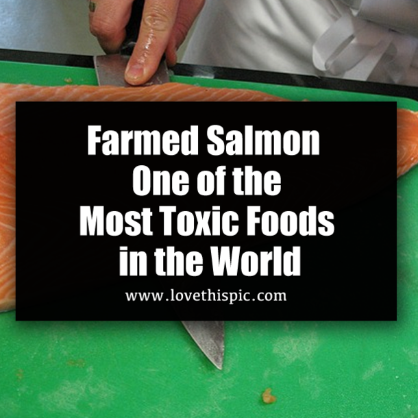 Farmed Salmon — One of the Most Toxic Foods in the World