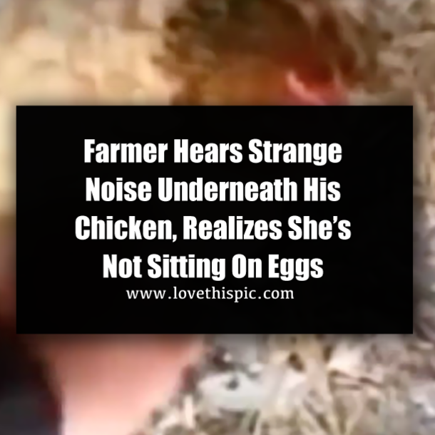 Farmer Hears Strange Noise Underneath His Chicken, Realizes She’s Not Sitting On Eggs