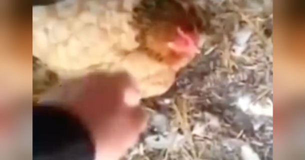 Farmer Hears Strange Noise Underneath His Chicken, Realizes She’s Not Sitting On Eggs - picture 2