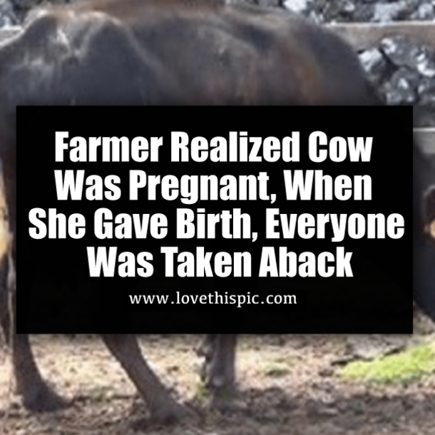 Farmer Realized Cow Was Pregnant, When She Gave Birth, Everyone Was Taken Aback