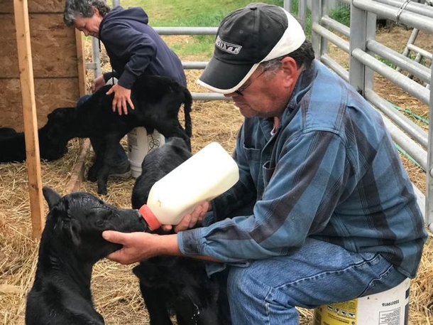 Farmer Realized Cow Was Pregnant, When She Gave Birth, Everyone Was Taken Aback - picture 4