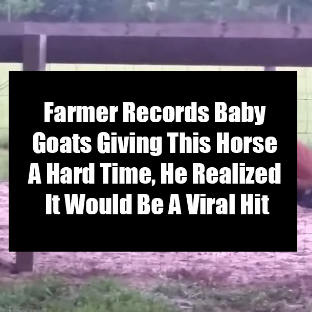 Farmer Records Baby Goats Giving This Horse A Hard Time, He Realized It Would Be A Viral Hit