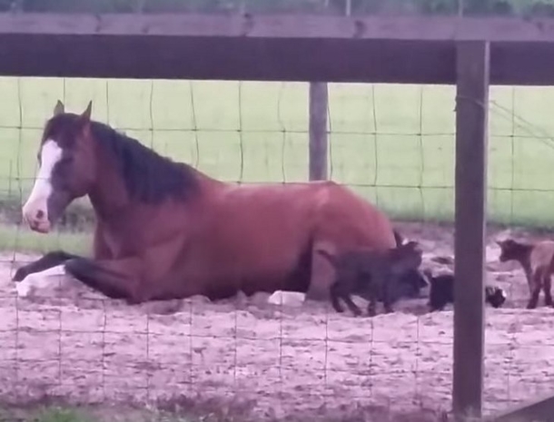 Farmer Records Baby Goats Giving This Horse A Hard Time, He Realized It Would Be A Viral Hit - picture 2