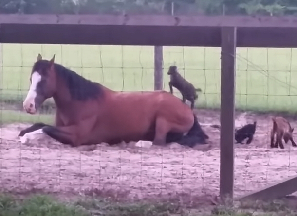 Farmer Records Baby Goats Giving This Horse A Hard Time, He Realized It Would Be A Viral Hit - picture 3