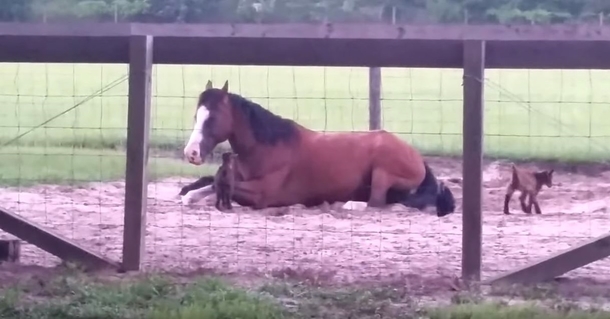 Farmer Records Baby Goats Giving This Horse A Hard Time, He Realized It Would Be A Viral Hit - picture 4