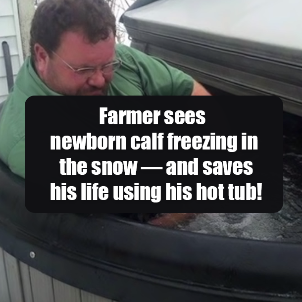 Farmer sees newborn calf freezing in the snow — and saves his life using his hot tub!