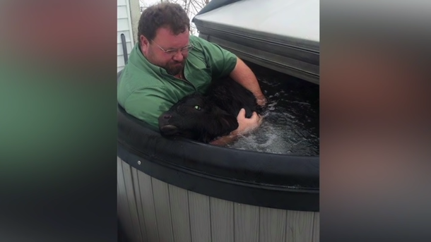 Farmer sees newborn calf freezing in the snow — and saves his life using his hot tub! - picture 3