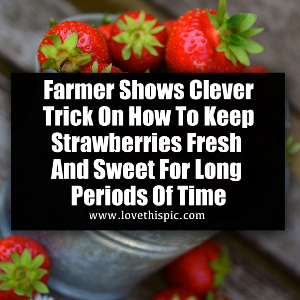 Farmer Shows Clever Trick On How To Keep Strawberries Fresh And Sweet For Long Periods Of Time