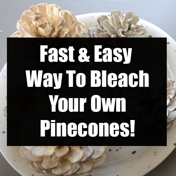 Fast & Easy Way To Bleach Your Own Pinecones!