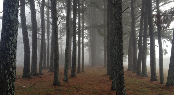 Father Left Son In Woods To 'Become A Man,’ STUNNED Who’s There When He Awoke - picture 2