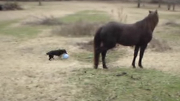 Father Notices His Horse Acting Strangely, Realizes What Someone Is Doing With It (Video) - picture 2