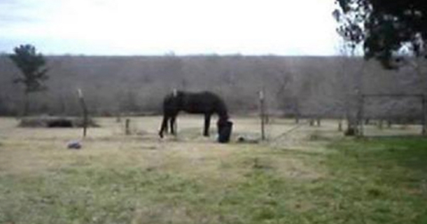 Father Notices His Horse Acting Strangely, Realizes What Someone Is Doing With It (Video) - picture 3